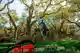 About Tree Care service in Atlanta, GA