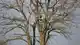Professional Tree Care service in Atlanta, GA